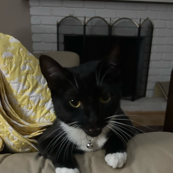 pinsaek